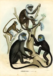 Langurs